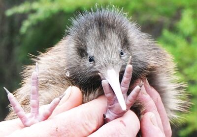 Aspectos únicos de Nueva Zelanda