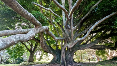 Auckland-Zentrum: Feigenbaum im Albert Park