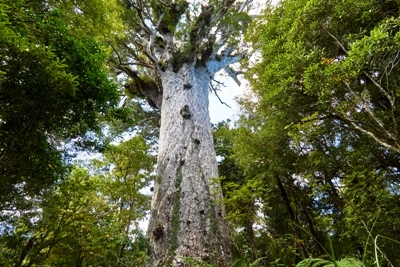 Tane Mahuta kauri tree in Waipoua Forest