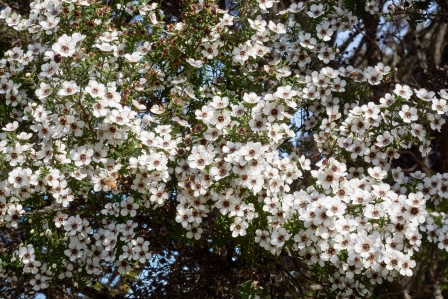 Manukablüten - für Teebaum-Honig