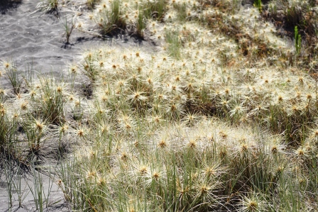 Spinifex am Strand