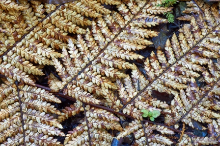 Unterseite eines Wheki-Baumfarnblattes