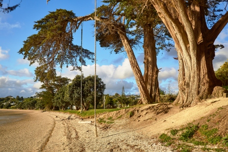 Macrocarpa-Baum