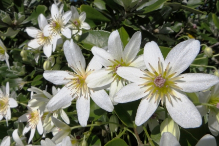 neuseeländische Clematis