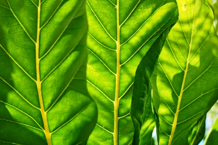 Pukapuka tree leaves