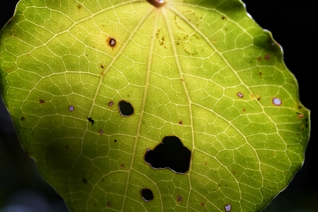 Kawakawa leaf