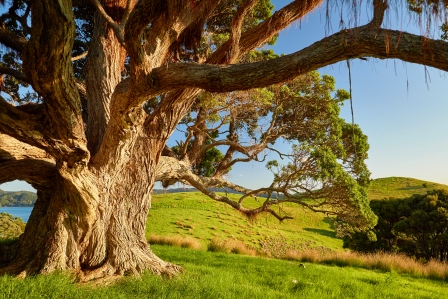New Zealand plants - Pohutukawa tree