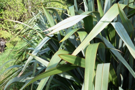 New Zealand flax bush, a very versatile plant