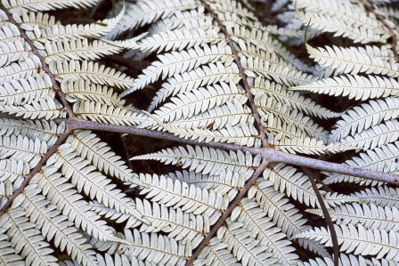 New Zealand plants - Ponga underside, the famous 'silver fern'