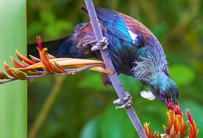 Tui bird - one of the most beautiful New Zealand animals!