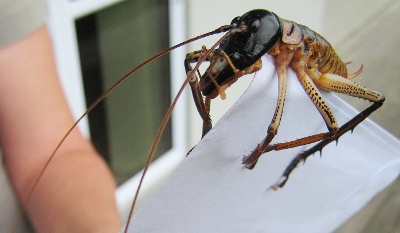 Weta insect - maybe New Zealand's scariest animal?