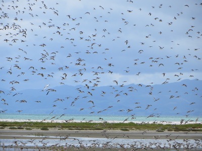 Coromandel Reisetipps: Zugvögel bei Miranda (Godwits)