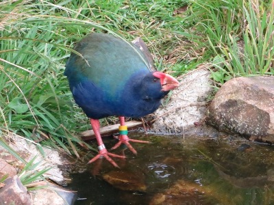 Otago und Dunedin Reisetipps: Takahe in Orokonui