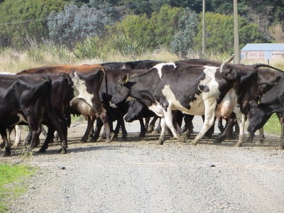 Mietwagen in Neuseeland: Kühe haben Vorfahrt!