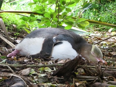 Otago und Dunedin Reisetipps: Gelbaugen-Pinguin