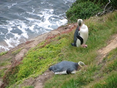 Otago und Dunedin Reisetipps: Gelbaugen-Pinguine beim Katikati Point