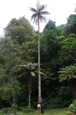 Taranaki Reisetipps - grosses Baumfarn (Mamaku) im Pukekura Park in New Plymouth