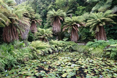 Taranaki Reisetipps - Pukekura Park in New Plymouth