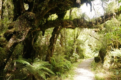 Taranaki Reisetipps - Bergwald auf Mount Egmont