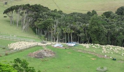 Waiheke-Insel-Highlights - Schafe 