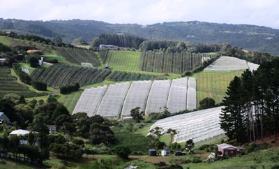 Waiheke Sehenswürdigkeiten - Weinbau