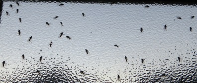 New Zealand risks and dangers: sandflies!