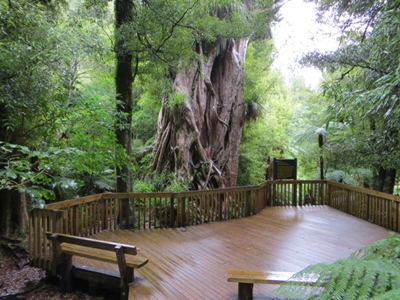 East Cape region: giant rata tree in the Urewera Forest