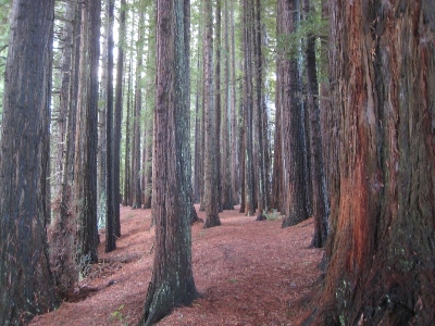 Rotorua region travel tips: a Redwood grove