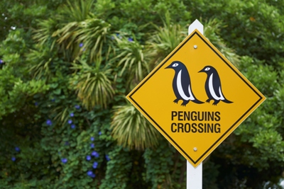 New Zealand animals - penguins!