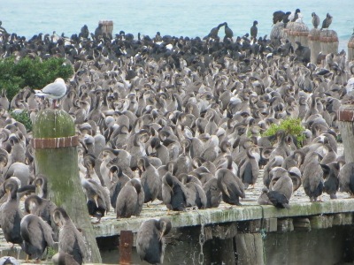 Dunedin travel tips - Oamaru cormorants