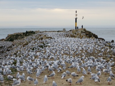 Dunedin travel tips - Aramoana seagulls