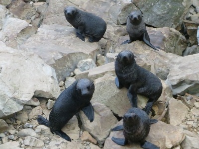 Christchurch travel tips - Kaikoura seal colony
