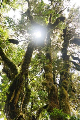 Taranaki travel tips - Goblin forest on Mount Egmont / Taranaki