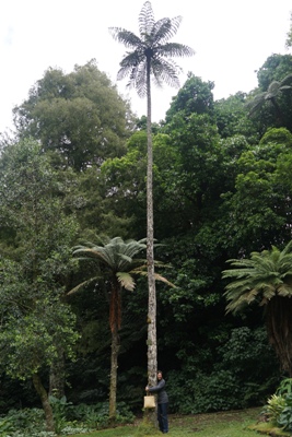 Taranaki travel tips - giant black tree fern (Mamaku) in Pukekura Park
