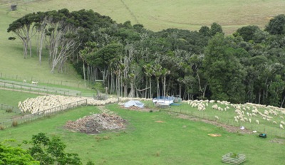 Waiheke Island highlights - sheep farming