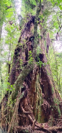 Waikato travel tips - Rata tree in Maungatautari Sanctuary Mountain Reserve