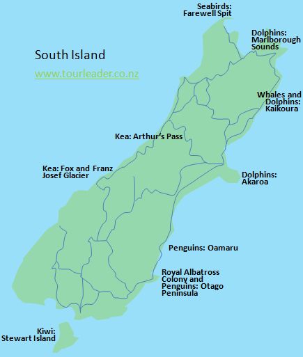 Places for animal watching in the South Island