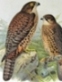New Zealand Falcon - click to enlarge