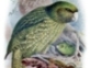 Kakapo - click to enlarge