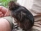 Kiwi 6 weeks old - click to enlarge