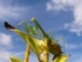 Praying Mantis - click to enlarge