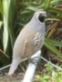 Californian Quail - click to enlarge