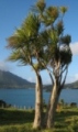 New Zealand plants: Cabbage Tree