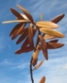 Kauri leaves