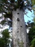 New Zealand plants: Kauri