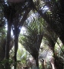 New Zealand plants: Nikau