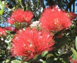 New Zealand plants: Pohutukawa flowers