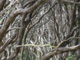 New Zealand plants: Tea Tree